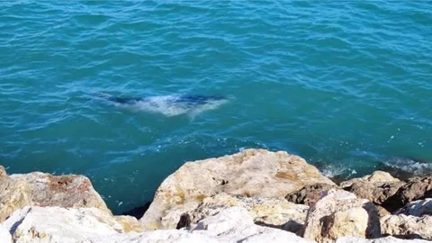 Mersin Sahilinde Fok Balığı Heyecanı
