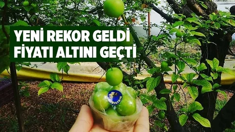 Mersin'de Yetişen Eriğin Kiloğram Fiyatı Altını Geçti