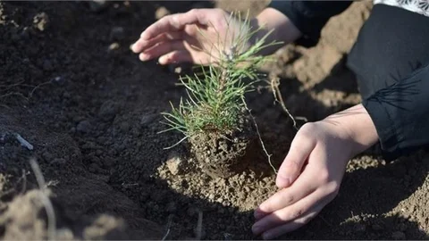 81 İlde Mercan Ormanları Fidanla Buluşacak