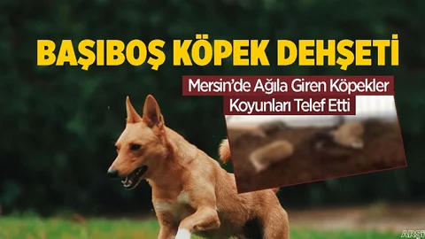 Mersin'de Başıboş Köpek Dehşeti