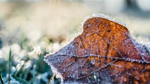 Bu Geceye Dikkat! Zirai Don Uyarısı Yapıldı