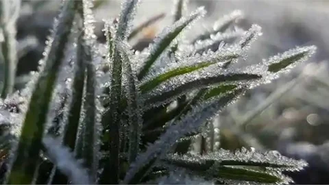 Akdeniz, Ege ve Marmara için Zirai Don Uyarısı Yapıldı