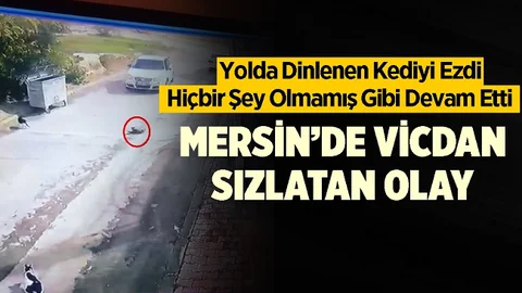 Vicdanları Sızlatan Haber, Yolda Dinlenen Kediyi Ezdi