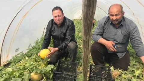 İlk Kavun Hasadı Tarsus’ta Yapıldı