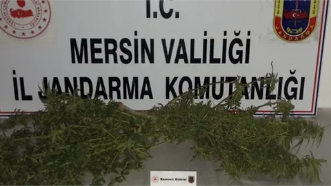Bir Evin Bahçesinde 12 Kök Kenevir Ele Geçirildi