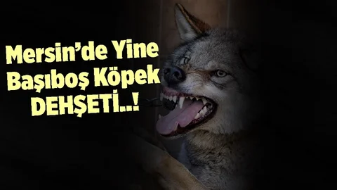 Mersin'de Başıboş Köpek Dehşeti, Koyunlar Telef Oldu
