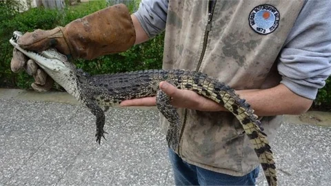 Adana’da Bulunan Timsah, Tarsus’ta Koruma Altında
