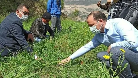 Mersin'de Salep Üretimi İçin Çalışmalar Başladı