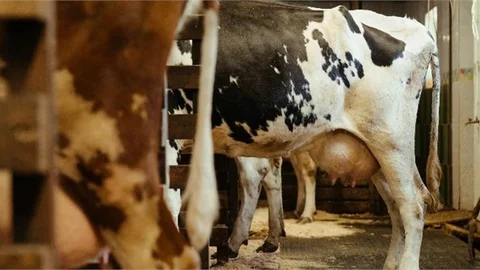 780 Bin 524 Ton İnek Sütü Toplandı