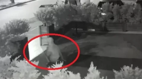 Hırsızlığın Böylesi! Güler Misin Ağlar Mısın Dedirtti!