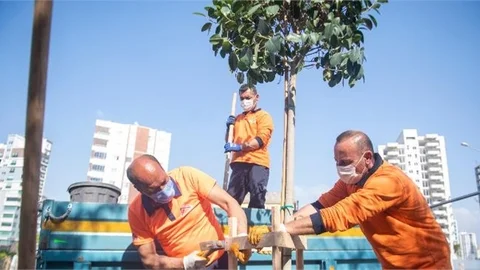 Mersin Büyükşehir, Kaldırımları Ağaçlandırıyor