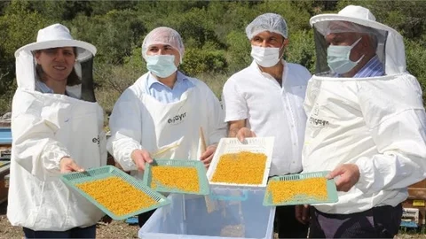 Yılın İlk Bal Hasadı Erdemli'den