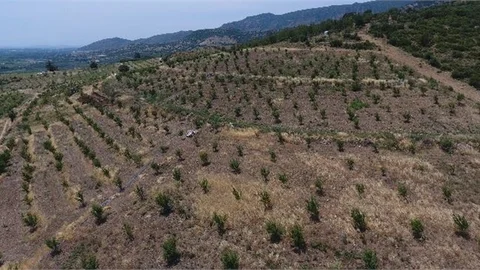 28 Milyon Fidan Toprakla Buluştu