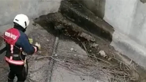 Sulama Havuzuna Düşen Yavru Domuz İtfaiye Ekiplerince Kurtarıldı