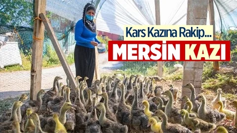 Kazlar Kırsalda Gelir Kapısı Oldu