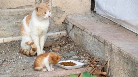 7 Ton Mama Sokak Hayvanlarına Ulaşacak