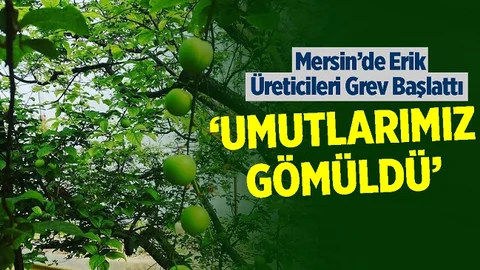 Mersin'de Erik Üreticileri Grev Kararı Aldı