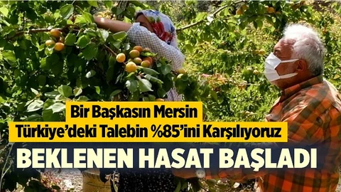 Türkiye'nin Yüzde 85'i Mersin'de, Hasat Başladı