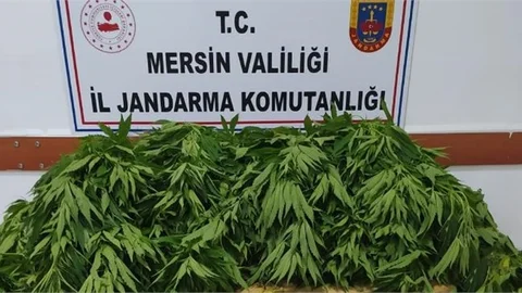 84 Kök Kenevir Bitkisi Ele Geçirildi