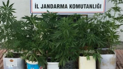 Bağ Evinde Arama Yapan Ekipler Kenevir Bitkisi Ele Geçirdi