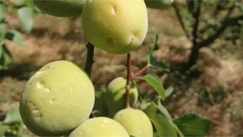 Dolu Yağışı Kayısı ve Erik Ağaçlarını Vurdu