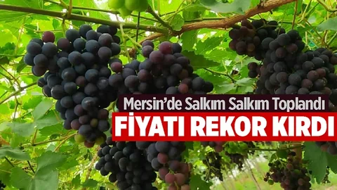Erkenci Üzüm Fiyatı ve Talebiyle Yüz Güldürdü