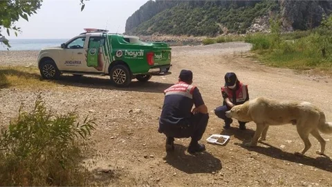 Jandarma Sokak Hayvanlarını Unutmadı
