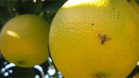 Akdeniz Meyve Sineği İle İlgili Toplu Mücadele Kararı
