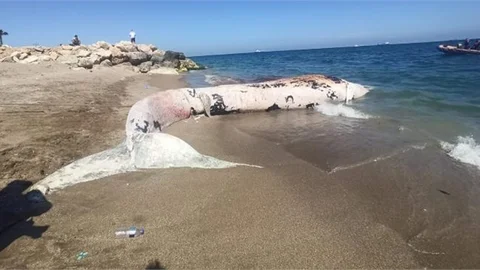 Mersin'de Ölü Beyaz Balina Sahile Vurdu