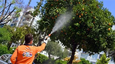 Mersin Büyükşehir, Akdeniz Meyve Sineği İle Mücadele Ediyor
