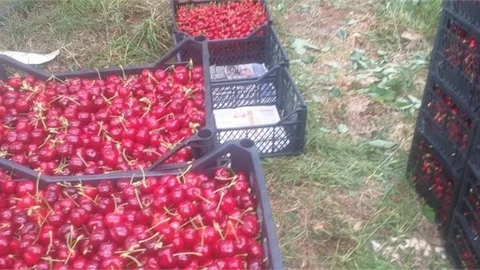 Erdemli’de Kiraz Hasadı Sevinci