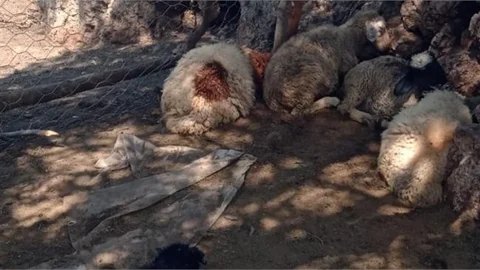 Mersin'de Kuzular Kurt Saldırısına Uğradı