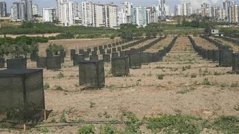 Mersin'de Modern Avokado Bahçelerine Ziyaret