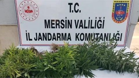 Mersin'de Yasadışı Kenevir Ekenlere Operasyon