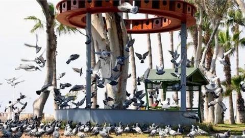 Kuşların Evi de Yemi de Büyükşehir’den