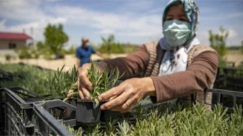 Gülnar’da 36 Bin 450 Adet Lavanta Fidesi Dağıttı