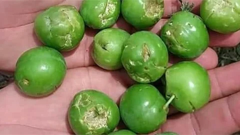 Dolu Yağışı Çiftçileri Zarara Uğrattı