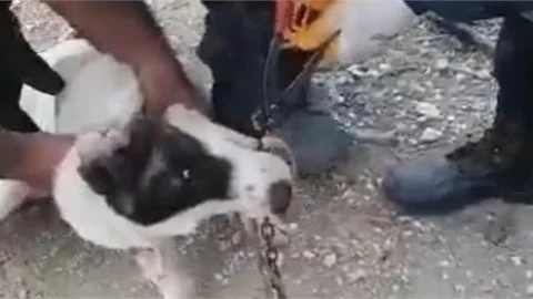 Tasma Zinciri Halkası Çenesine Sıkışan Köpeğe Büyükşehir İtfaiye Ekipleri Müdahale Etti