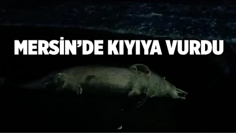 Kıyıya Vuran Ölü Yunus Vatandaşları Tedirgin Etti