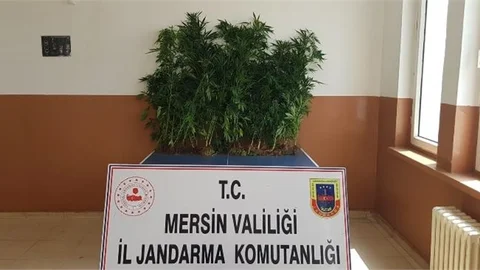 Yasadışı Kenevir Ekenlere Operasyon