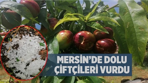Mersin'de Dolu Hasada Hazırlanan Üreticiyi Vurdu