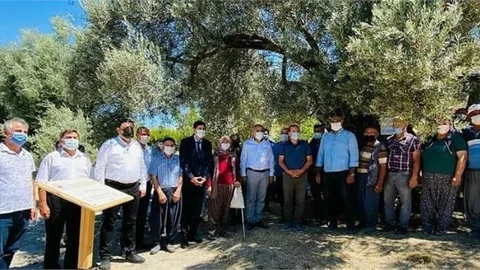 Mut'ta 3 Zeytin Ağacı Daha Tescillendi