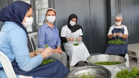 Kadınlar Yetiştiriyor, Kurutuyor ve Pazarlıyor