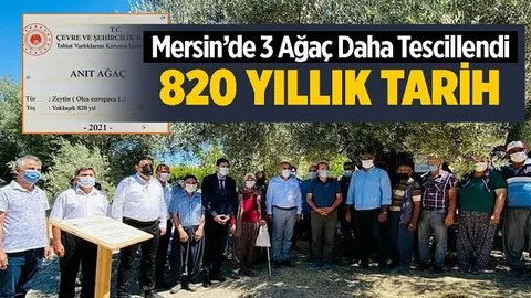 Mersin'in Yaşayan Tarihi, Zeytin Ağaçları! En Küçüğü 435 Yaşında