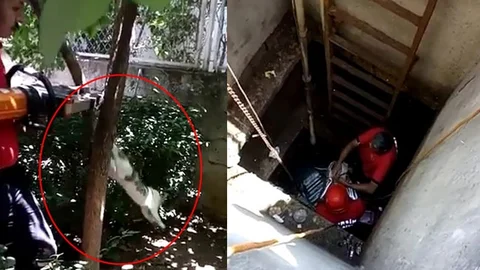 Kuyuya Düşen ve Ağaca Sıkışan Kediler İçin İtfaiyeden Kurtarma Operasyonu
