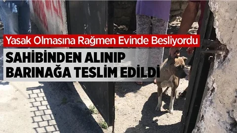 Mersin'de Evde Beslenen Pitbull Barınağa Alındı