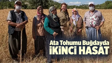 Silifke Balandız’da Ata Tohumu Sarı Buğdayın İkinci Hasadı Yapılıyor