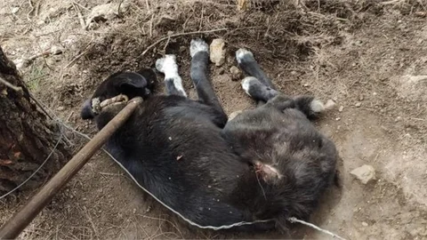 Mantar, Mersin Büyükşehir’le Hayata Tutundu