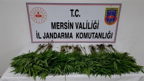 5 Ayrı Adrese Uyuşturucu Operasyonu