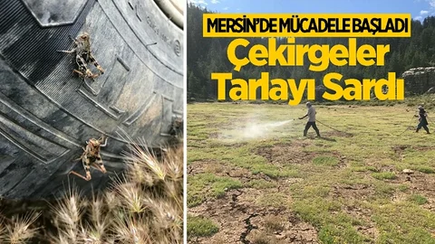 Mersin'de Devlet Destekli Çekirge Mücadelesi Başladı